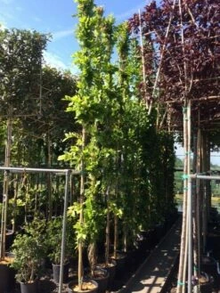 Blauwe Regen (Wisteria Sinensis 'Prolific') -DIRECTPLANT Winkel wisteria 300 400