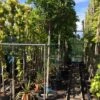 Blauwe Regen Als Boom (Wisteria Sinensis 'Alba') -DIRECTPLANT Winkel wisteria boom wit 10 12 14