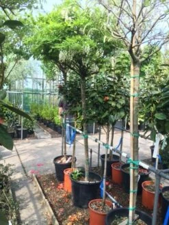 Blauwe Regen Als Boom (Wisteria Sinensis 'Alba') -DIRECTPLANT Winkel wisteria boom wit 2