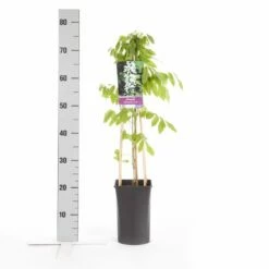 Japanse Blauwe Regen, Wit (Wisteria Floribunda 'Alba') -DIRECTPLANT Winkel wisteria floribunda alba