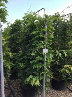 Nieuwe uitgaven -DIRECTPLANT Winkel wisteria lage leivorm 2