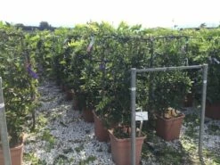 Blauwe Regen Als Leivorm (Wisteria Brachybotrys 'Yokohama Fuji') -DIRECTPLANT Winkel wisteria lage leivorm c18