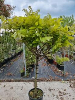 Blauwe Regen Op Stam (Wisteria Sinensis 'Rose') -DIRECTPLANT Winkel wisteria op stam