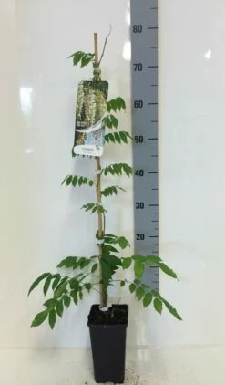 Japanse Blauwe Regen, Wit (Wisteria Floribunda 'Alba') -DIRECTPLANT Winkel wisteria sin. alba 80 100 c2