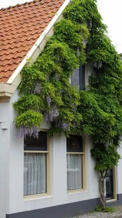 Blauwe Regen (Wisteria Sinensis 'Prolific') -DIRECTPLANT Winkel wisteria sin. prolific