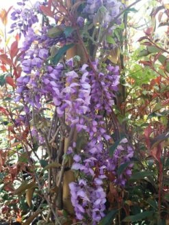 Blauwe Regen (Wisteria Sinensis 'Prolific') -DIRECTPLANT Winkel wisteria sin. prolific 3