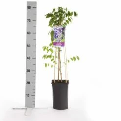 Blauwe Regen (Wisteria Sinensis 'Prolific') -DIRECTPLANT Winkel wisteria sinensis prolific
