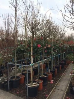 Blauwe Regen Als Boom (Wisteria Sinensis 'Alba') -DIRECTPLANT Winkel wisteria wit