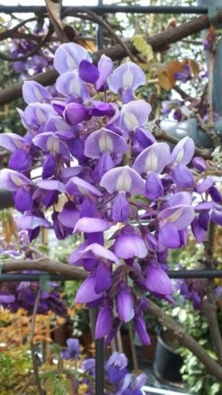 Blauwe Regen Als Leivorm (Wisteria Brachybotrys 'Yokohama Fuji') -DIRECTPLANT Winkel wisteria yokohama fji