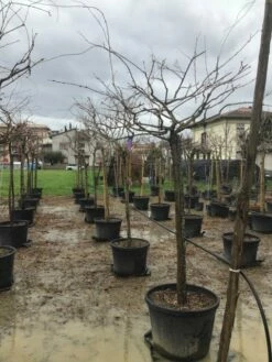 Blauweregen Als Boom (Wisteria Floribunda 'Black Dragon') -DIRECTPLANT Winkel wisteriablackdragonboom01