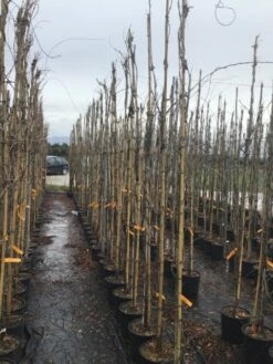 Blauweregen (Wisteria Sinensis 'Caroline') -DIRECTPLANT Winkel wisteriacaroline01