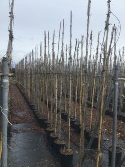 Blauweregen (Wisteria Floribunda 'Domino') -DIRECTPLANT Winkel wisteriadomino01