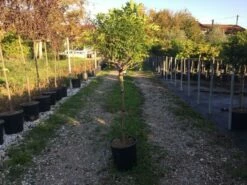 Blauwe Regen Als Halfstam (Wisteria Floribunda 'Issai') -DIRECTPLANT Winkel wisteriaflorissaihalfstam01