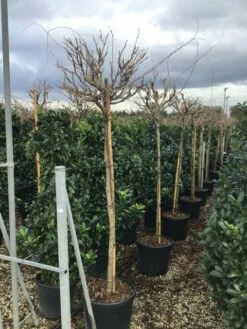 Blauwe Regen Als Boom (Wisteria Formosa 'Issai') 5 Blauwe Regen Als Boom (Wisteria Formosa 'Issai') -DIRECTPLANT Winkel wisteriaissai02