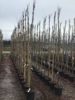 Blauweregen (Wisteria Floribunda 'Snow Showers') 5 Blauweregen (Wisteria Floribunda 'Snow Showers') -DIRECTPLANT Winkel wisteriasnowshowers02