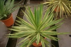 Palmlelie (Yucca Gloriosa 'Variegata') -DIRECTPLANT Winkel yucca gloriosa variegata