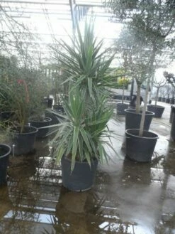 Palmlelie (Yucca Gloriosa 'Variegata') -DIRECTPLANT Winkel yucca gloriosa variegata 175 200