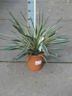 Palmlelie (Yucca Gloriosa 'Variegata') -DIRECTPLANT Winkel yucca gloriosa variegata c10