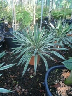 Palmlelie (Yucca Gloriosa 'Variegata') -DIRECTPLANT Winkel yucca gloriosa variegatum c10